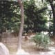 A Korean zoo, 1991.