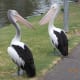 Pelicans in Adelaide, by the river