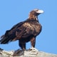 Wedge-Tailed Eagle of the Nullarbor - Emblem of the Indian Pacific