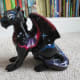 Miniature Draco Guarding the House