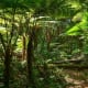 Tree Ferns, Australian Rainforest