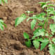An unusual plant took root exactly on where Kamalia was burried. And more similar plants sprouted.