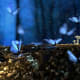 Butterflies and Mushrooms
