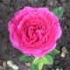 Fabulous Flora
