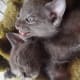feral-cats-of-playa-blanca-lanzarote-part-five