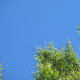 Clear blue sky - what are vapour trails?!
