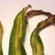 Leaf streak is a fungal disease that causes yellowing along the central leaf vein followed by browning, and reddish-brown spots. To help prevent it, minimize overhead watering and avoid working among the plants when the leaves are wet.