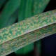 Daylily rust is caused by a fungus, and symptoms are very similar to those of daylily leaf streak, yellow to brown streaks on the leaves along with many small, yellow spots. Planting in full sun should eliminate the root of the problem - moisture.