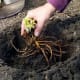 When planting daylilies, lay the roots over the top of the mound in the hole which you have dug.