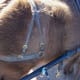 I keep my breeching holdback straps on my carts and carriages. This saves time while hitching, and makes sure the breeching adjustment is consistent.