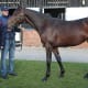 Sir Alex Ferguson, left, with one of the racehorses ha has links to—this one was picked by the Queen's manager, John Warren.