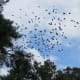Autumn birds flocking to migrate