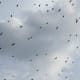 Autumn birds flocking to migrate