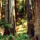 muir-woods-national-monument-old-growth-forest-near-san-francisco