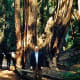 muir-woods-national-monument-old-growth-forest-near-san-francisco