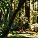 muir-woods-national-monument-old-growth-forest-near-san-francisco