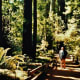 muir-woods-national-monument-old-growth-forest-near-san-francisco