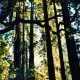 muir-woods-national-monument-old-growth-forest-near-san-francisco