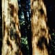 muir-woods-national-monument-old-growth-forest-near-san-francisco