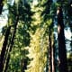 Muir Woods National Monument
