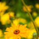 This flower was shot at midday and sunlight was directly overhead.