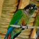 Green-cheeked conure ssp. molinae
