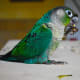 subspecies restricta
