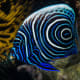 Juvenile Emperor Angelfish