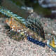 Dactylopus Kuiteri