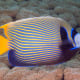 12-most-beautiful-fish-in-the-philippines