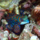 Synchiropus Splendidus