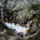 Black and Orange Dragonet