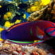 12-most-beautiful-fish-in-the-philippines