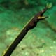 Ribbon Eel: Male Juvenile Stage