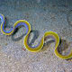 Ribbon Eel: Male Adult Stage