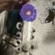 Aster is September's birth month flower.