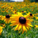 Flowers in a field. An example of Realist art?
