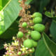 Here's a close-up of flowers and immature fruits on a mango tree.