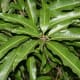 Leaves of the Mango Tree