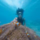 snorkeling