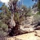Old trees cling to life up on the ridge in the park.