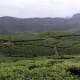 Tea Gardens at Munnar .... Vanita Thakkar (2009)