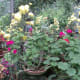 Botanical Garden, Munnar .... Vanita Thakkar (2009)