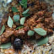 mutton-liver-fry