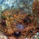 mutton-liver-fry