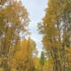 I like to walk while admiring the beautiful foliage.