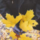 Yellow leaves are among my favorites.