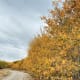 The leaves have turned yellow.