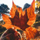 Maple leaves are just beautiful.