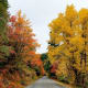 Beautiful fall foliage makes me happy.